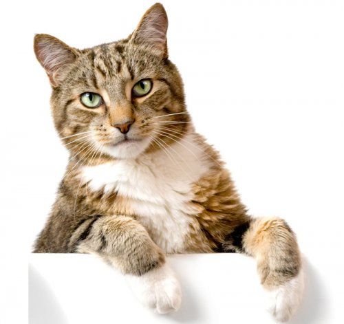 Alimentación para gatos