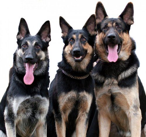 accesorios perros en pinto