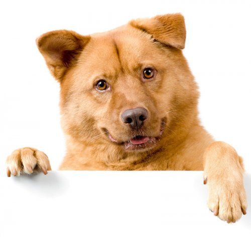 Alimentación para perros