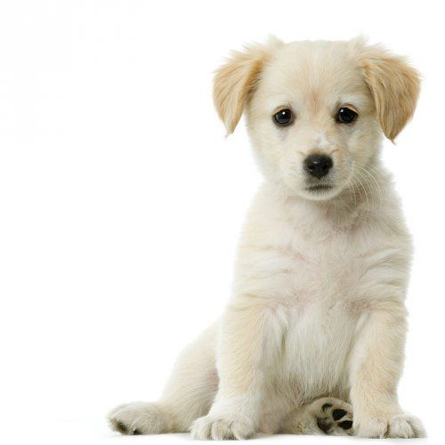 Alimentación para mascotas