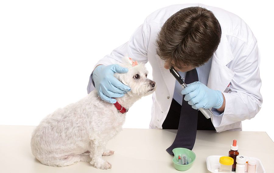 Clínica veterinaria en Pinto